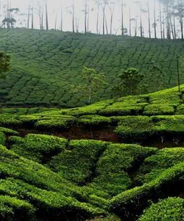 Munnar
