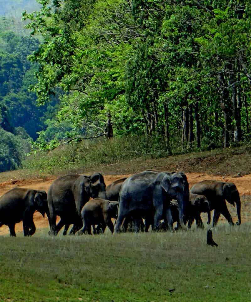 Periyar